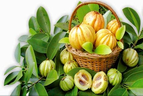 garcinia cambogia slim fast