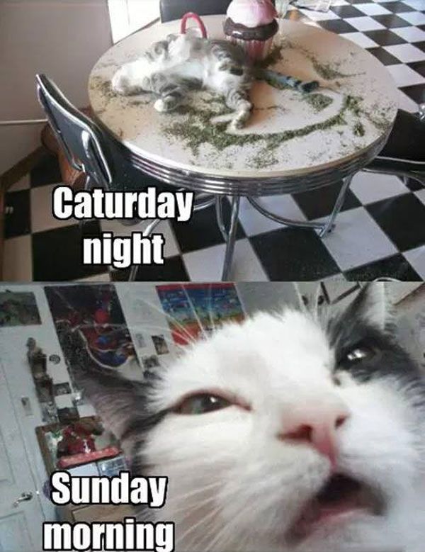 photo caturdaynight_zpsbe1da8fe.jpg
