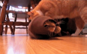  photo 1278666406_cats-playing_zps80d930eb.gif