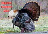 TurkeyBully_zpsc1551738.jpg