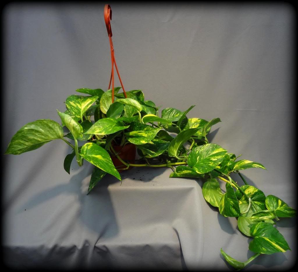 (Sale good through 101514)