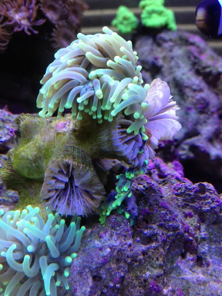 torch coral melting Reef Central Online Community