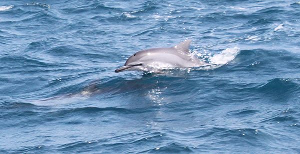 Delfin im Pazifik