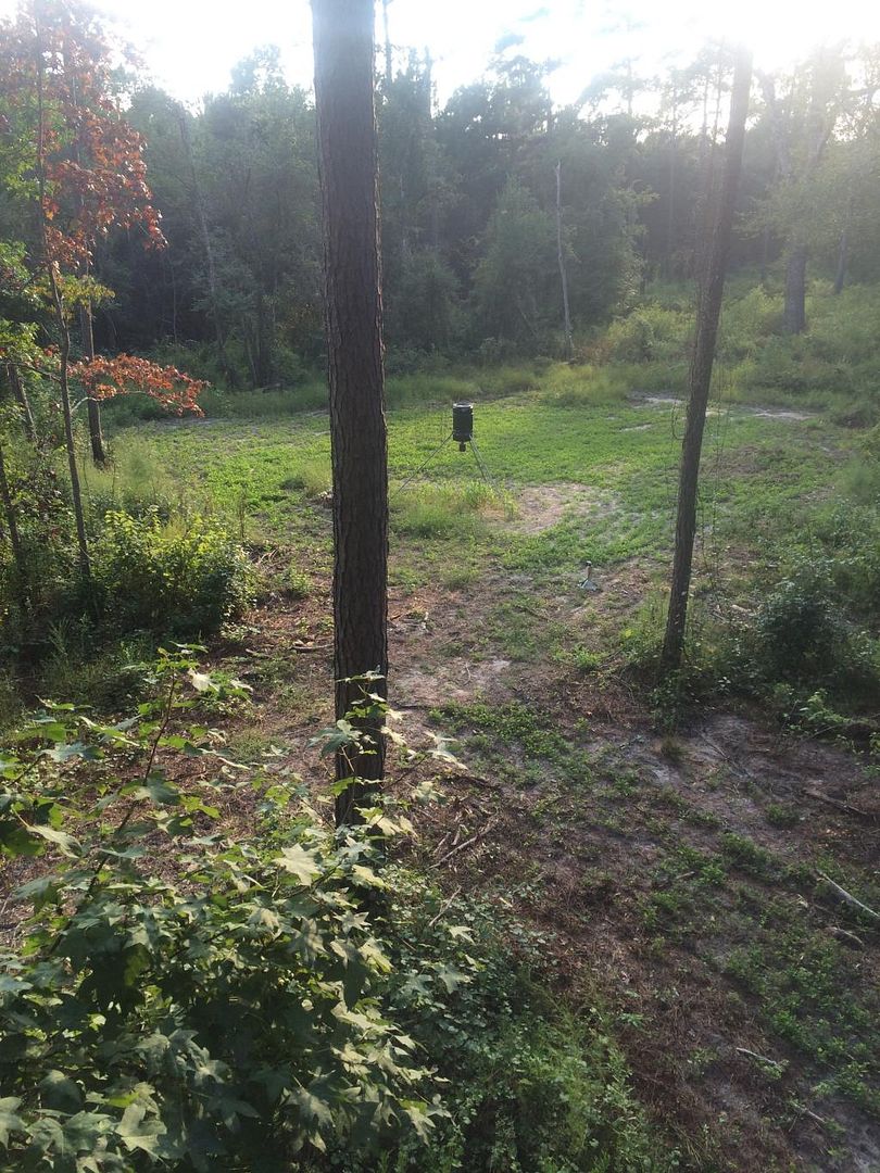 Peanut food plot GON Forum