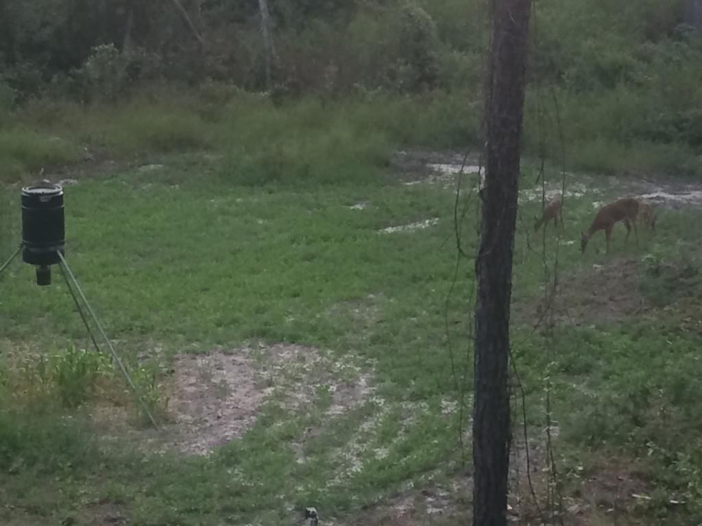 Peanut food plot GON Forum
