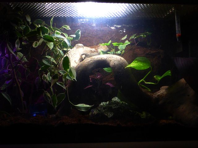 vivarium%201_zps86ty172v.jpg