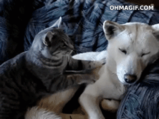cute-cat-massaging-dog_zpscdff7543.gif