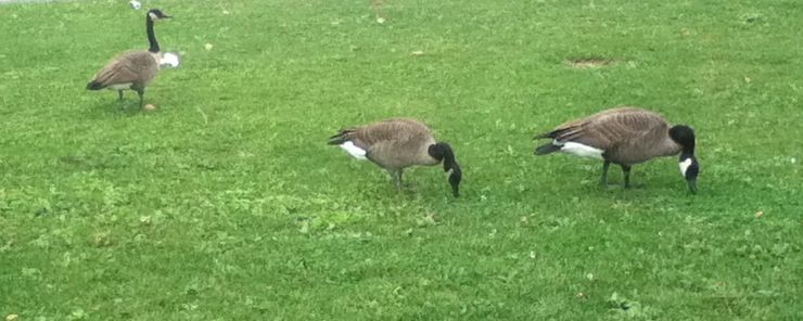 duck_zpsb2ba1a3d.jpg