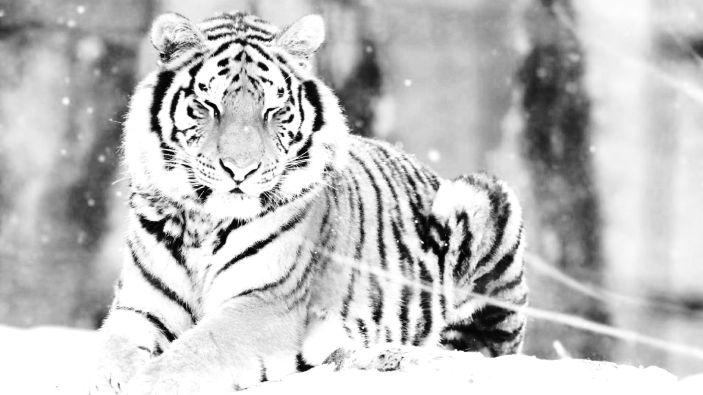 tigeroldschool_zpsf2a1ceb5.png