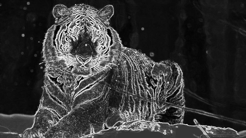 tigerwhatthe_zps2344f6aa.jpg
